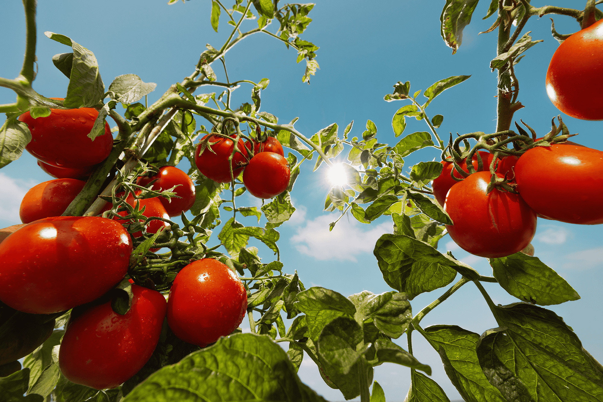 PULPETY Z INDYKA W SOSIE POMIDOROWYM